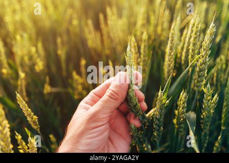 Agricoltore che esamina l'orecchio di frumento non maturo nei campi coltivati, primo piano delle colture di cereali con mano, attenzione selettiva Foto Stock