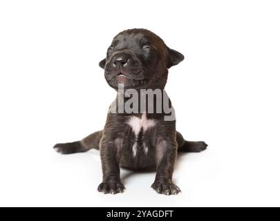 Cucciolo nero americano Pit Bull Terrier di dieci giorni seduto isolato su uno sfondo bianco Foto Stock