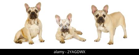 Collage di tre foto di un cucciolo di bulldog francese di sei mesi isolato su uno sfondo bianco Foto Stock