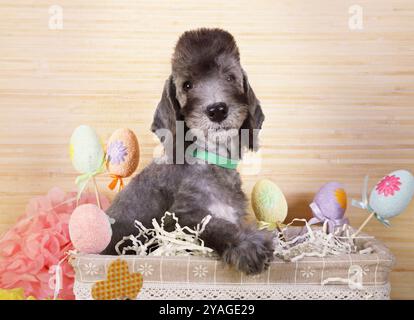 Simpatico cucciolo di due mesi di Bedlington Terrier seduto nel cestino Foto Stock