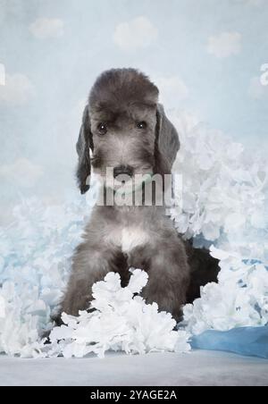 Carino cucciolo di due mesi di Bedlington Terrier seduto nello studio su uno sfondo blu Foto Stock