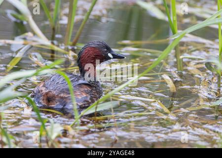 Piccolo Grebe [ Tachybaptus ruficollis ] sullo stagno Foto Stock