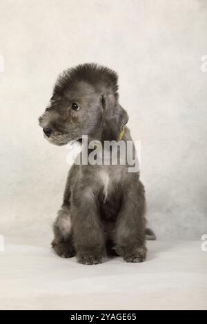 Simpatico cucciolo di due mesi di Bedlington Terrier seduto su uno sfondo grigio chiaro Foto Stock