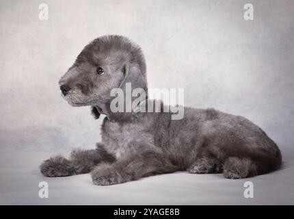 Simpatico cucciolo di due mesi di Bedlington Terrier che giace nello studio su uno sfondo grigio chiaro Foto Stock