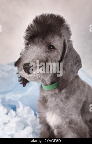 Ritratto di un cucciolo di due mesi di Bedlington Terrier nello studio Foto Stock