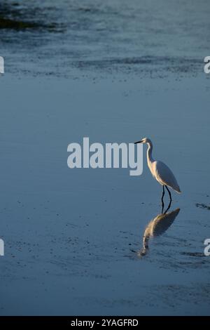 Garceta común, Little Egret, Egretta garzetta, Victoria e Joyel paludi, Santoña, Cantabria, Spagna Foto Stock