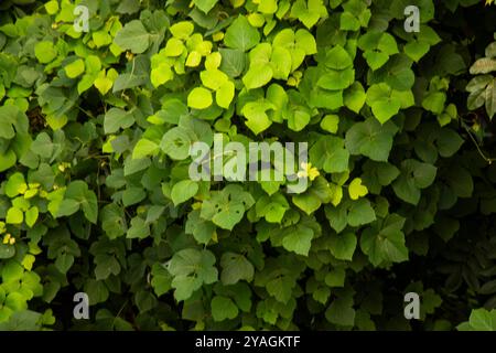 Foglie tropicali di kudzu sul mare Foto Stock