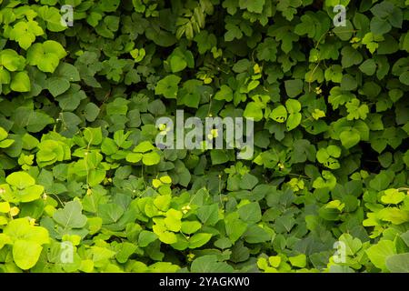 Foglie tropicali di kudzu sul mare Foto Stock