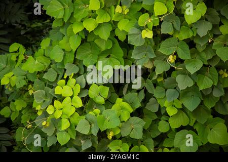 Foglie tropicali di kudzu sul mare Foto Stock