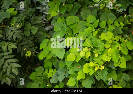 Foglie tropicali di kudzu sul mare Foto Stock