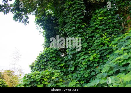 Foglie tropicali di kudzu sul mare Foto Stock