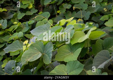 Foglie tropicali di kudzu sul mare Foto Stock