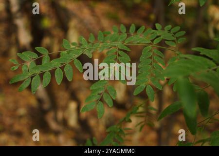 Armonia naturale: Fiori, foglie e insetti nel loro ambiente naturale, che mostrano la bellezza e la diversità della fauna selvatica Foto Stock