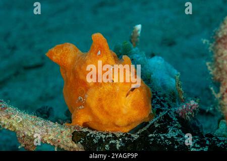 Il pesce rana dipinto di arancione brillante poggia sulla barriera corallina Foto Stock