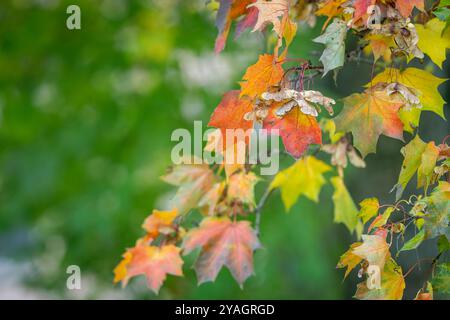 Acero di Norvegia (Acer platanoides), ramificato con foglie autunnali e frutti. Colori autunnali sulle foglie d'acero norvegese. Sfondo. Sfondo autunnale. Foto Stock