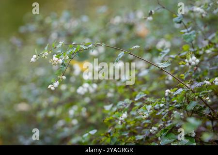 Frutti maturi di un comune bosco di neve (Symphoricarpos albus) appeso su un ramo su uno sfondo verde sfocato in un parco in autunno. Foto Stock