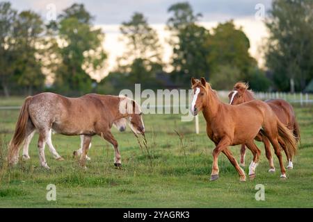 Cavalli sul paddock. Cavalli nativi estoni ( Estone Klepper) che camminano nel prato costiero. Paesaggi autunnali e animali da fattoria. Foto Stock