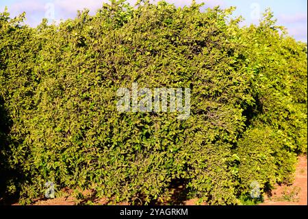 Un tranquillo frutteto arancione con arance mature appese pesantemente sugli alberi Foto Stock