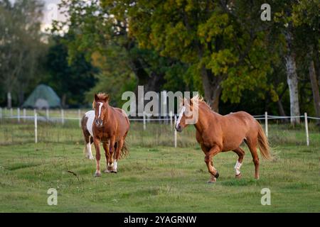 Cavalli sul paddock. Cavalli nativi estoni ( Estone Klepper) che camminano nel prato costiero. Paesaggi autunnali e animali da fattoria. Foto Stock