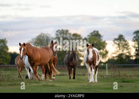 Cavalli sul paddock. Cavalli nativi estoni ( Estone Klepper) che camminano nel prato costiero. Paesaggi autunnali e animali da fattoria. Foto Stock