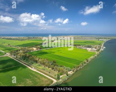 Vista aerea delle risaie verdi del Delta dell'Ebro in un pomeriggio estivo (Baix Ebre, Tarragona, Catalogna, Spagna). ESP: Vista aérea de campos de arroz Foto Stock