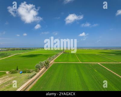 Campi di riso verdi in estate sull'isola di Buda, nel delta dell'Ebro (Montsià, Tarragona, Catalogna, Spagna) ESP: Arrozales verdes en el Delta del Ebro Foto Stock