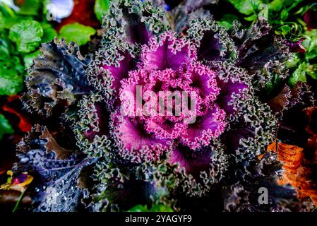 primo piano di un cavolo verde e fucsia con gocce d'acqua Foto Stock