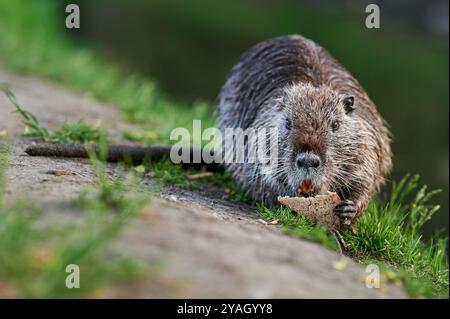 Nutria americana che mangia cibo sulla riva del fiume in una bella giornata estiva di sole Foto Stock