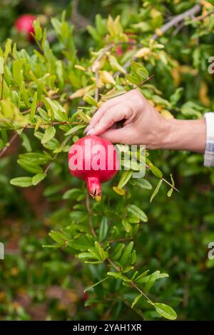 Una mano di donne che tiene un melograno su un albero Foto Stock