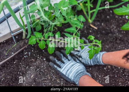 Giardiniere con guanti che curano una pianta di pomodoro in un letto rialzato da giardino. Foto Stock