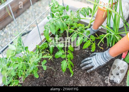 Giardiniere con guanti che tendono alle piante in un letto da giardino con attrezzi. Foto Stock