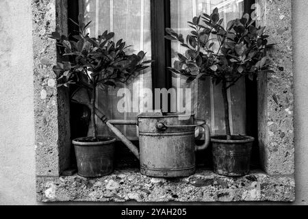 Finestra con due alberi in vaso con lattina da annaffiare a Milano, in Lombardia Foto Stock