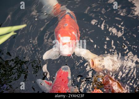 Pesci Koi che escono dall'acqua per mangiare Foto Stock