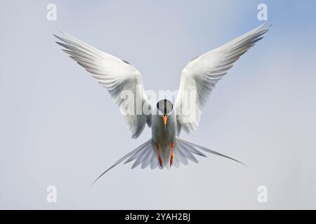 La terna di Forster che vola in volo, le ali si allungano come un angelo Foto Stock