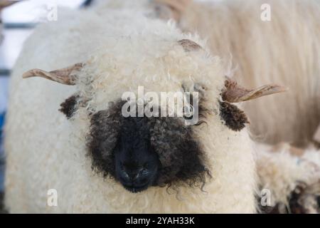 Le pecore dal naso nero del Vallese sono originarie della regione del Canton Vallese in Svizzera, Usk Agricultural Show Monmouthshire Wales UK. Settembre 2024 Foto Stock