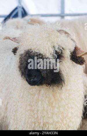 Le pecore dal naso nero del Vallese sono originarie della regione del Canton Vallese in Svizzera, Usk Agricultural Show Monmouthshire Wales UK. Settembre 2024 Foto Stock