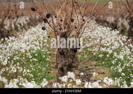 I flussi crescono tra i vigneti dopo le piogge invernali, la Rioja, Spagna Foto Stock