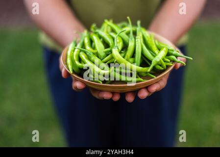 Ciotola di peperoncini verdi appena raccolti da un giardino biologico. Foto Stock