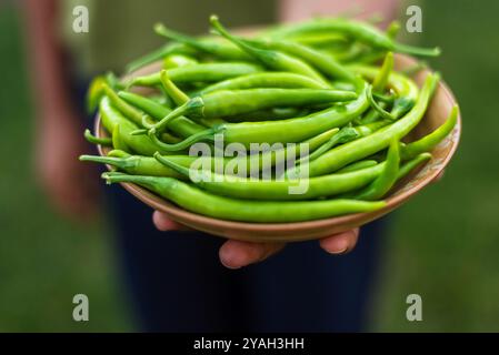 Peperoncini verdi freschi raccolti da un giardino biologico Foto Stock