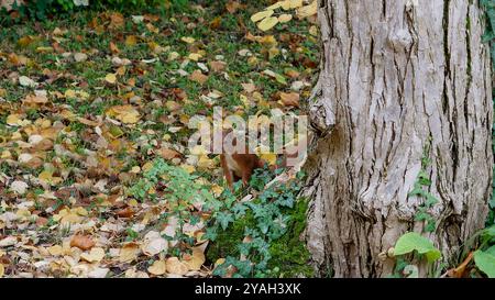 Lo scoiattolo guarda dietro un tronco d'albero Foto Stock