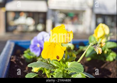 Una coccinella su un fiore di pansia giallo nel tardo autunno con un delicato sfondo urbano Foto Stock