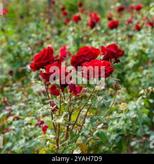 Un primo piano di una rosa rossa in fiore, con un'aiuola del parco piantata con rose sullo sfondo. Formato quadrato. Foto Stock