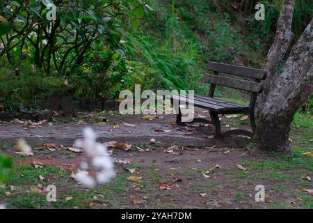 Panca vuota in un giardino tranquillo circondato dalla natura Foto Stock