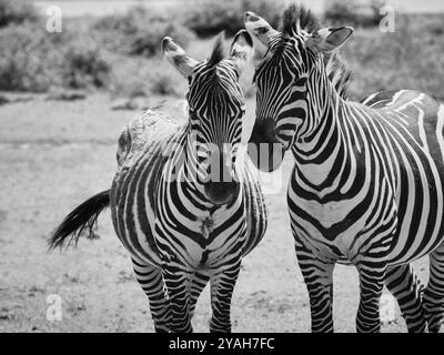 Consente di attivare la zebra verticale a colori in bianco e nero. Foto dal mondo degli animali. Due zebre in natura. Foto Stock