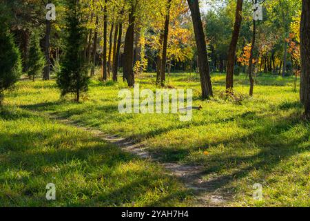 In un parco autunnale, uno scoiattolo saltò in alto su un prato erboso, lunghe ombre dagli alberi ai raggi del sole che tramonta. Foto Stock