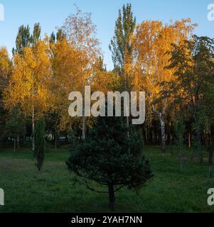 Ci sono tre betulle gialle nel parco autunnale, illuminate da bassi raggi del tramonto e risaltano fortemente tra gli altri alberi. Foto Stock