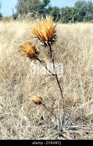 Fiori di cardo essiccati in un campo, provincia di Cáceres, Spagna Foto Stock