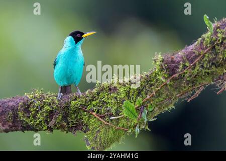 Verde honeyresuperriduttore (Chlorophanes spiza) maschio arroccato su un ramo nella foresta pluviale tropicale, Costa Rica. Foto Stock