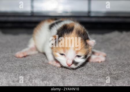 Un gattino calico che piange pacificamente su una coperta accogliente, gli occhi sono delicatamente chiusi, offrendo una scena commovente di comfort e tranquillità Foto Stock