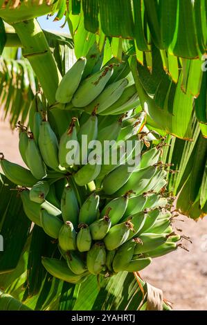 Molti grandi mazzi di banane verdi non mature su Banana Tree. Foto Stock